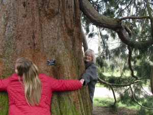 giant redwood